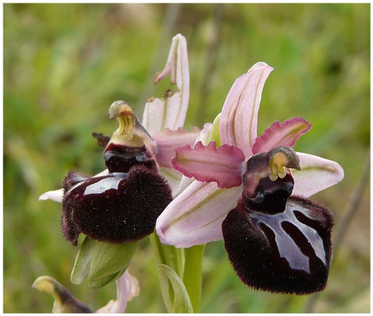 Ophrys sipontensis